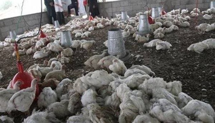 تصاعد الجدل حول استقالة نائب اتحاد الدواجن بسبب تصريحه عن نفوق ثلث دواجن مصر!