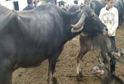 خبير بـ"الفاو": الجاموس أفضل من البقر والسلالات الأجنبية لا تتلاءم ومناخ مصر
