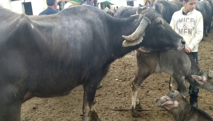 خبير بـ"الفاو": الجاموس أفضل من البقر والسلالات الأجنبية لا تتلاءم ومناخ مصر