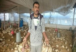شاهد|| وقائع نفوق 60% من الثروة الداجنة و100 ألف بلاغ للمربين رغم نفي الحكومة