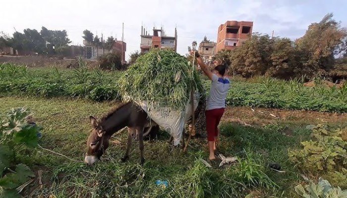 انقراض وشيك لرفيق الفلاح... الحمار بين الذبح والتصدير وغياب الحماية