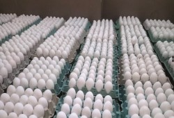 ارتفاع جديد في أسعار البيض لـ150 جنيهًا.. سلعة الفقراء تنضم لقائمة الرفاهية