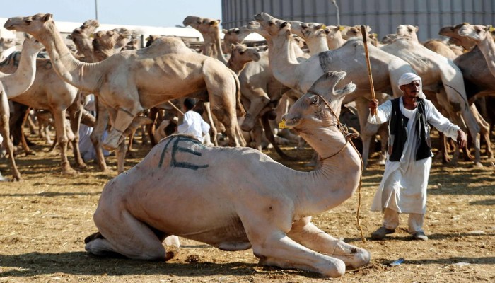 "برقاش".. سوق الجمال الذي يُخفي وجه الأزمة الاقتصادية في مصر