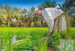 الأرز الشعير يقفز 400 جنيه للطن وسط تضييق حكومي على الزراعات