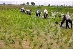 كارثة زراعية وغلاء فاحش ينتظر المصريين... 40% زيادة بأسعارالأسمدة الحرة بعد توقف المصانع