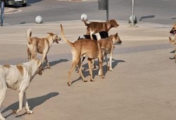 لحوم مشبوهة وكلاب ضالة.. أزمة صحية تتفاقم في الشوارع وسط فوضى القوانين وعجز الرقابة