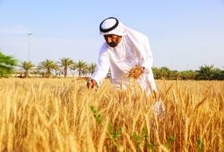 توسع الإمارات في شراء أراضي زراعة القمح في مصر.. استيلاء على الأمن الغذائي