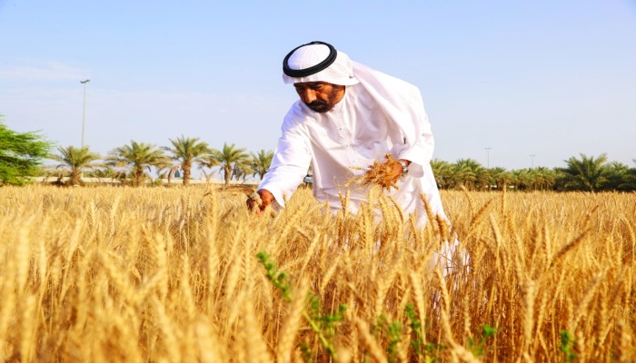 توسع الإمارات في شراء أراضي زراعة القمح في مصر.. استيلاء على الأمن الغذائي