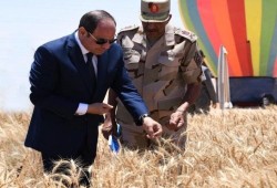 التوسع بالاستيراد يفضح فشل السيسي و"مستقبل مصر" في تحقيق اكتفاء ذاتي بالقمح