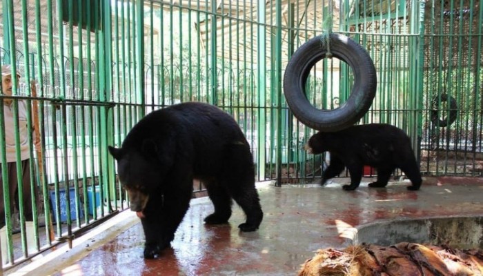 غضب يتصاعد بعد فضيحة تورّط مستثمر أجنبي في نفوق حيوانات حديقة حيوان الجيزة