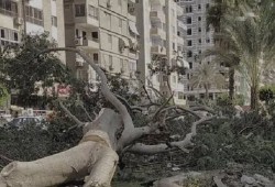 شاهد... "مذابح الأشجار" تفضح تصريحات مدبولي عن زيادة المساحات الخضراء بالقاهرة