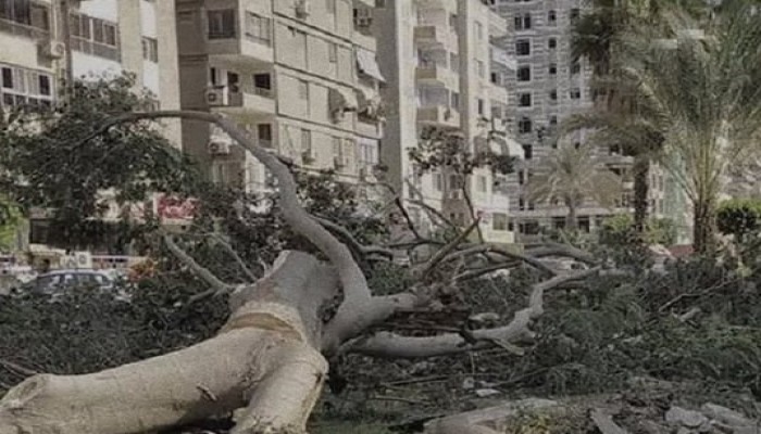 شاهد... "مذابح الأشجار" تفضح تصريحات مدبولي عن زيادة المساحات الخضراء بالقاهرة