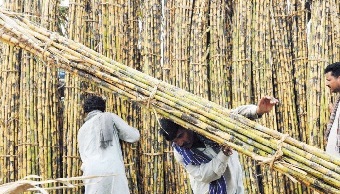 تثبيت سعر توريد القصب وخفض البنجر.. "السيسي" يذبح الفلاحين لصالح المستوردين و"مستقبل مصر"