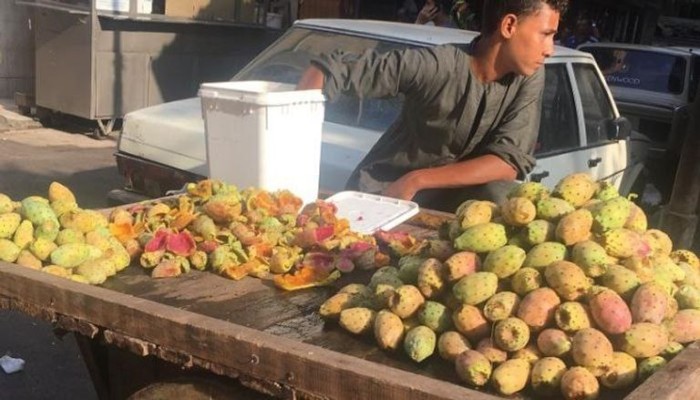 بسبب الغلاء...التين الشوكي من «فاكهة الغلابة» إلى «رفاهية سياحية»