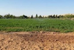 إتاوات وقهر جديد للمزارعين.. جهاز مدينة أسيوط الجديدة يفرض 750 ألف جنيه لتقنين الفدان
