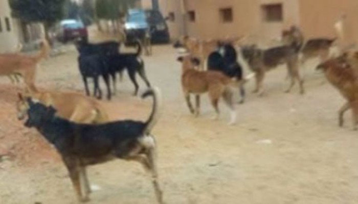 شاهد|| مأساة كفر الشيخ مع الكلاب الضالة وسط مخاوف من انتشار وباء السعار