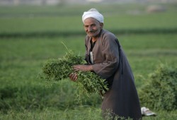 غلاء الأسمدة والوقود وشح المياه والضرائب... عيد الفلاح المصري بطعم المعاناة والأزمات