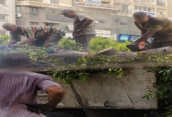 مذبحة أشجار "أبو قير" تفاقم الأزمات البيئية بالاسكندرية ويهجر آلاف الأسر قسريا