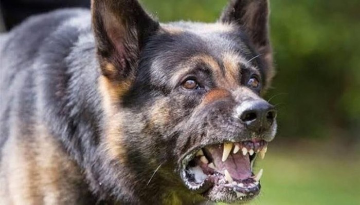 سخط بالجيزة من تقاعس الطب البيطري والداخلية.. كلب مسعور يعقر 16 طفلاً بالعمرانية