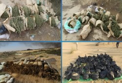 ضبط مزرعة مخدرات بـ250 مليون دولار شرق قناة السويس.. انهيار أمني وتحالف السلطة مع الفوضى