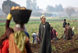 بين مطرقة الغلاء وسندان السياسات.. الفلاح المصري يزرع الأمل ويحصد الخسارة
