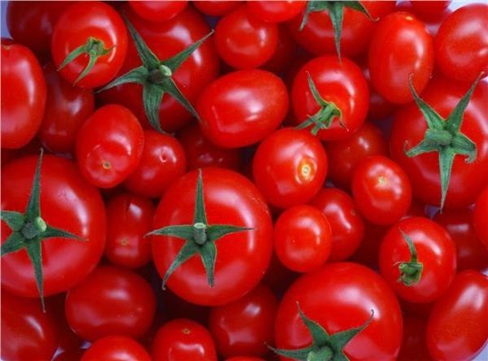 جنون الطماطم".. كيف أشعل الغاز أزمة غذاء جديدة في مصر؟