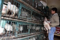 بعد زيادة السولار.. شعبة الدواجن تحذر من موجة غلاء جديدة