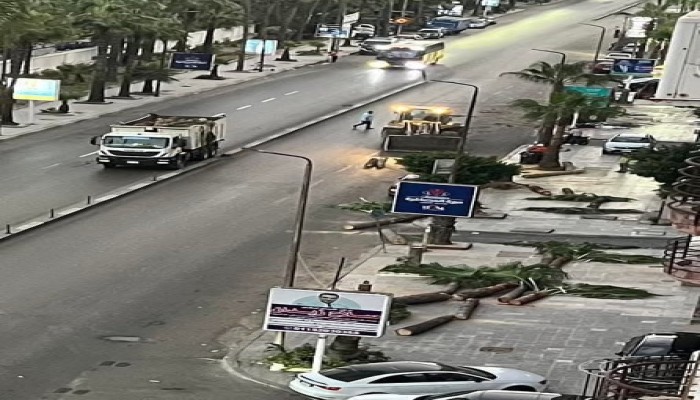 "مجزرة أشجار سبورتنج": كيف تواصل حكومة الانقلاب حربها على "رئة الإسكندرية" تحت ستار التطوير الزائف؟