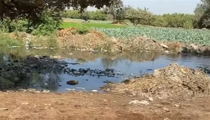 بالفيديو|| "رشاح الغريري" بالقليوبية يحاصر طريق المدارس ويهدد حياة التلاميذ