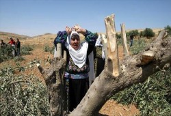 موسم الزيتون يتحول إلى موسم دماء.. مستوطنون وجيش الاحتلال يصعدون اعتداءاتهم ضد المزارعين الفلسطينيين (فيديو)