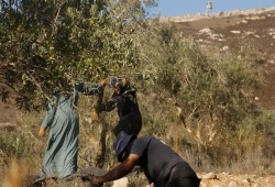 بحماية جيش الاحتلال.. مستوطنون يمنعون المزارعين الفلسطينيين من قطف الزيتون