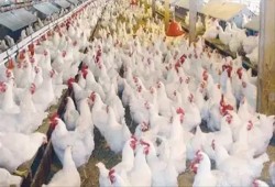 إغلاق 60% من مفارخ الدواجن.. فشل جديد لمشروع السيسي القومي للاكتفاء الذاتي