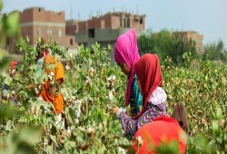 إيكوال تايمز ||  عمالة الأطفال في مزارع مصر: الثمن الإنساني لإطعام أوروبا