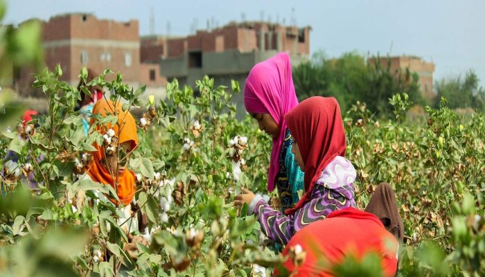 إيكوال تايمز ||  عمالة الأطفال في مزارع مصر: الثمن الإنساني لإطعام أوروبا