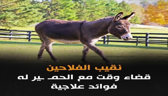 شاهد|| حسين أبو صدام نقيب الفلاحين يفتح أبواب "العلاج بالحمير"... سعادة وطنية على نغمة النهيق!