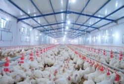 اتحاد منتجي الدواجن يشكو انهيار الأسعار: الحكومة تتفرج والمربون يقتربون من الإفلاس