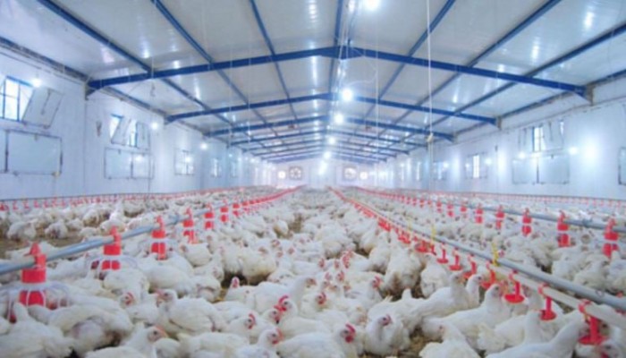 اتحاد منتجي الدواجن يشكو انهيار الأسعار: الحكومة تتفرج والمربون يقتربون من الإفلاس