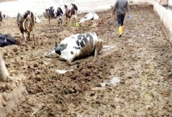 تزايد إصابات الحمى القلاعية بالمحافظات.. والزراعة تحذر: مليون رأس ماشية في دائرة الخطر (فيديو)