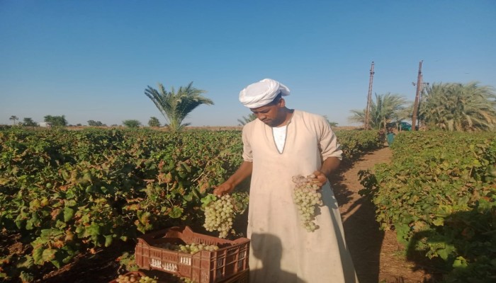 صادرات مصر الزراعية: نجاح وهمي بتكلفة باهظة من المياه والعمالة