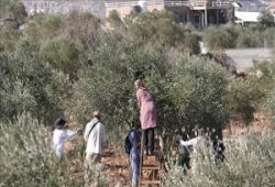 اعتداءات المستوطنين تطال مزارعي الزيتون والمتضامنين في بيتا وبورين جنوبي نابلس