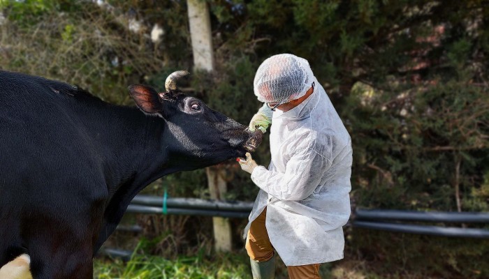 وباء الحمى القلاعية.. ثروة مصر من الماشية في خطر والحكومة: كله تمام  
