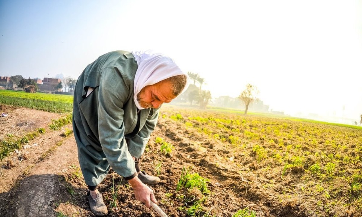 شتاء بلا سماد: شكاوى فلاحين من عجز الأسمدة بالجمعيات الزراعية رغم وعود الحكومة الزائفة