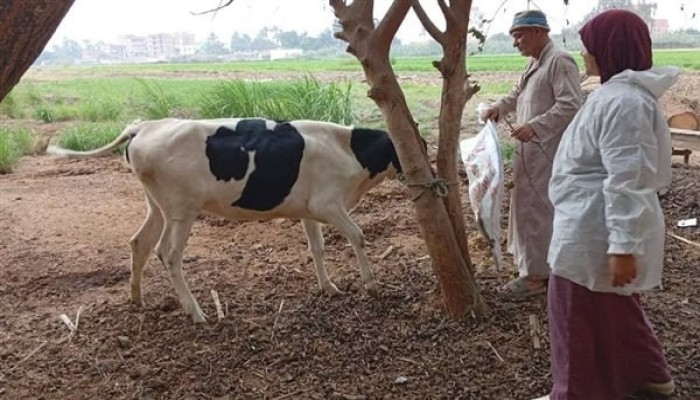 الحمى القلاعية تلتهم أكثر من 50% بالثروة الحيوانية: الحكومة تُكذّب والفلاحون يصرخون والمواطنون يقاطعون اللحوم