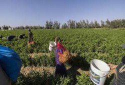 اختفاء الأسمدة المدعمة.. أزمة مفتعلة في زمن الانقلاب تُهدد بخراب الزراعة والفلاح المصري