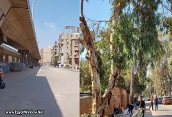 المريوطية تفقد ظلّها...شوارع يخنقها الغبار بعد اقتلاع آلاف الأشجار