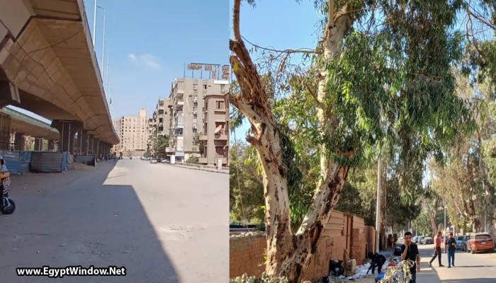 المريوطية تفقد ظلّها...شوارع يخنقها الغبار بعد اقتلاع آلاف الأشجار