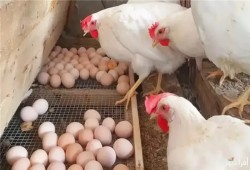 انهيار أسعار البيض والدواجن.. حكومة السيسي تدمر المنتج والمستهلك معًا