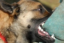 رعب في عزبة العقايلة بأسيوط بعد عقر كلب مسعور  18 مواطنًا