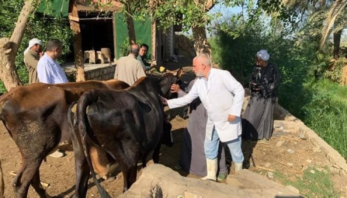 الحمى القلاعية تفتك بمواشي المصريين.. والحكومة تقاوم بالأكاذيب