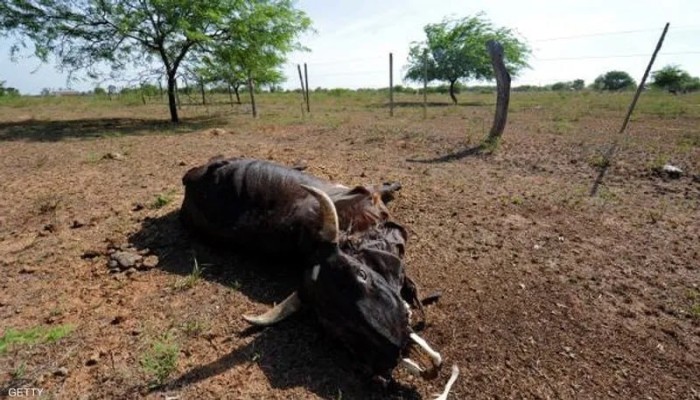 كارثة "الحمى القلاعية" تواصل التفشي: حكومة الانقلاب تفشل في حماية الثروة الحيوانية وتدّعي عدم الخطورة